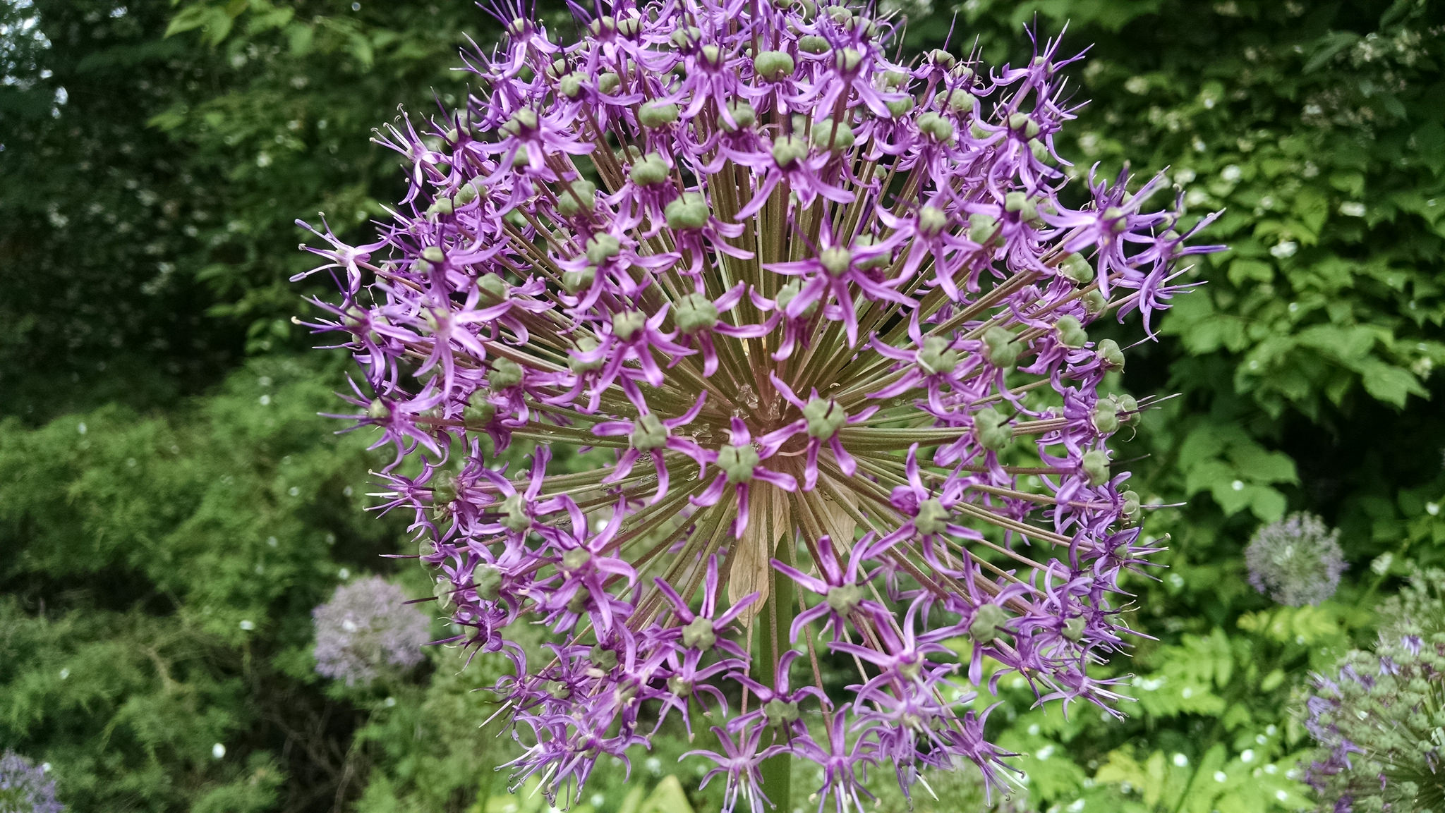 Natural History Museum Botanical Garden