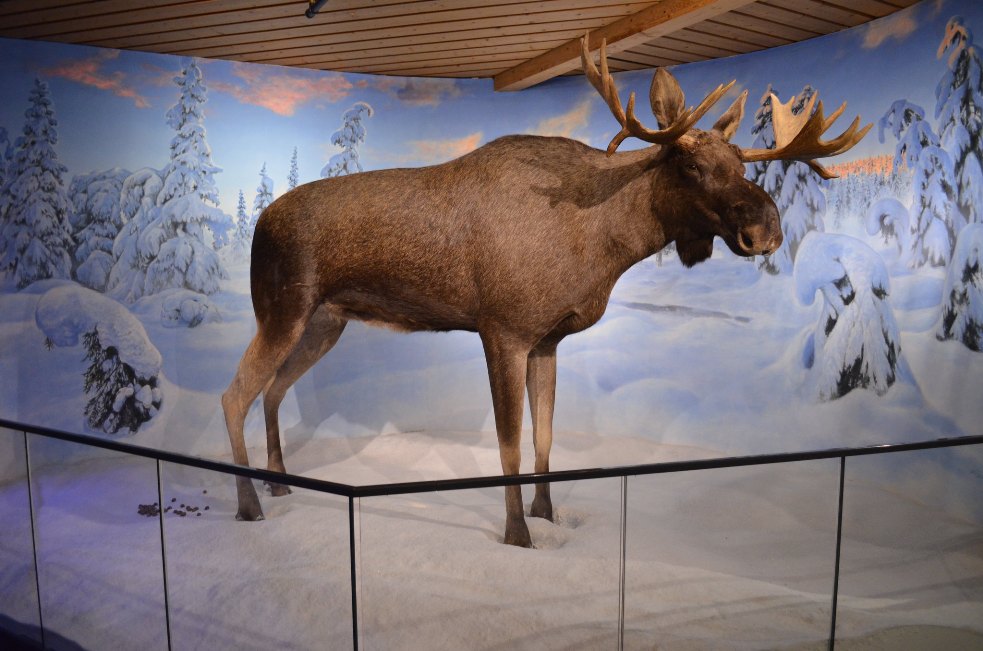 Holmenkollen Ski Museum