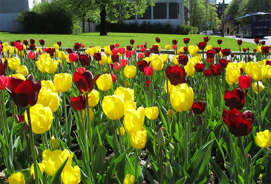 Botanical Garden In Oslo