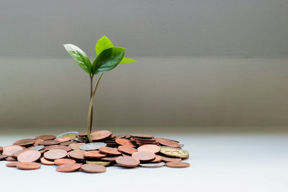 green plant on round coins